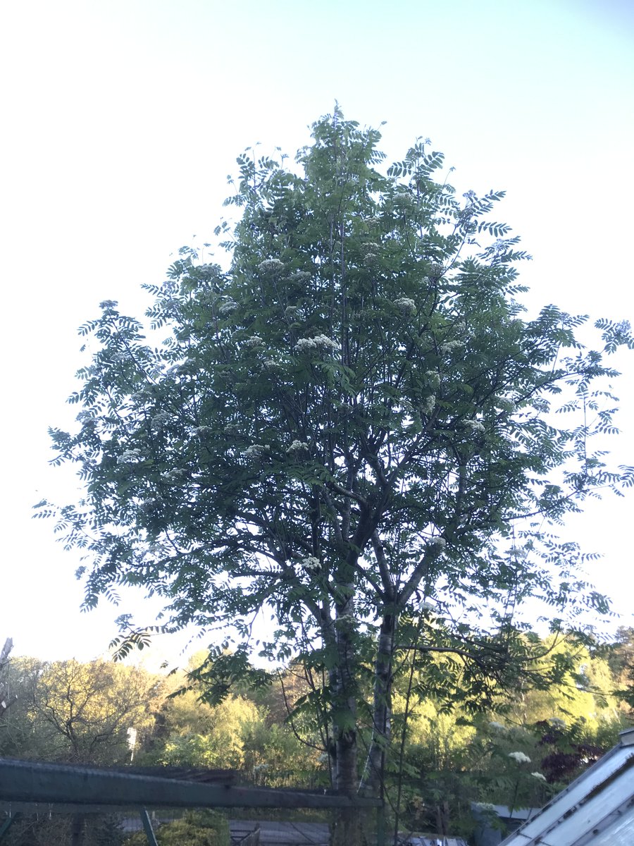 This week's #Flowertable includes some flowers/blossom from trees.
We start with
Rosaceae
ROWAN
Sorbus aucuparia