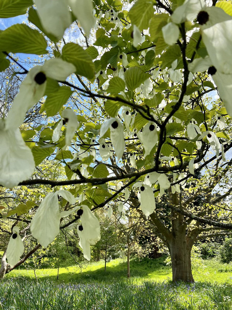 Have you spotted this rare tree in the garden? Native to China, this is ‘Davidia involucrata’ also known known as a ‘handkerchief’ tree for how it looks! #HeverCastle #HandkerchiefTree #NationalGardeningWeek