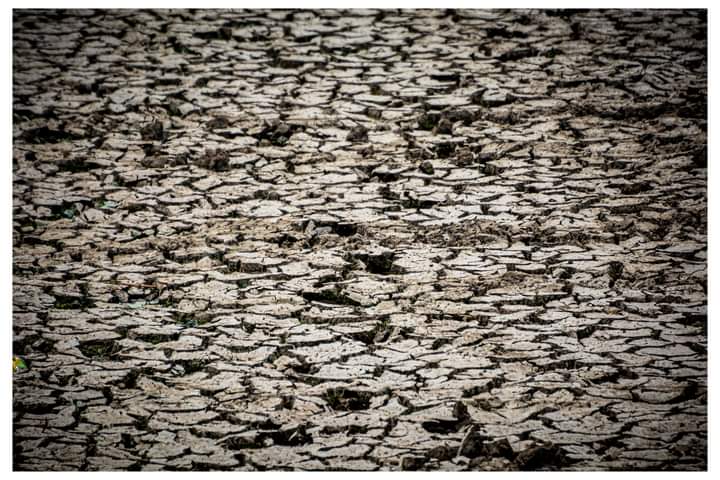 Ranas, sapos y ajolotes han desaparecido de la laguna de Acuitlapilco en Tlaxcala 🇲🇽, debido a la disminución de los niveles del cuerpo lacustre que desde hace 10 años sufre por escasez de precipitaciones pluviales, lo que pone en riesgo el embalse 🧵 1/2.