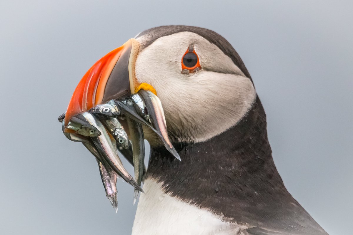 Sandeels are a vital food source for Scotland's internationally important seabirds.

This is why we are joining other environmental NGOs to support the Scottish governments' decision to close sandeel fishing in all Scottish waters.

📷©️Nicol Nicolson