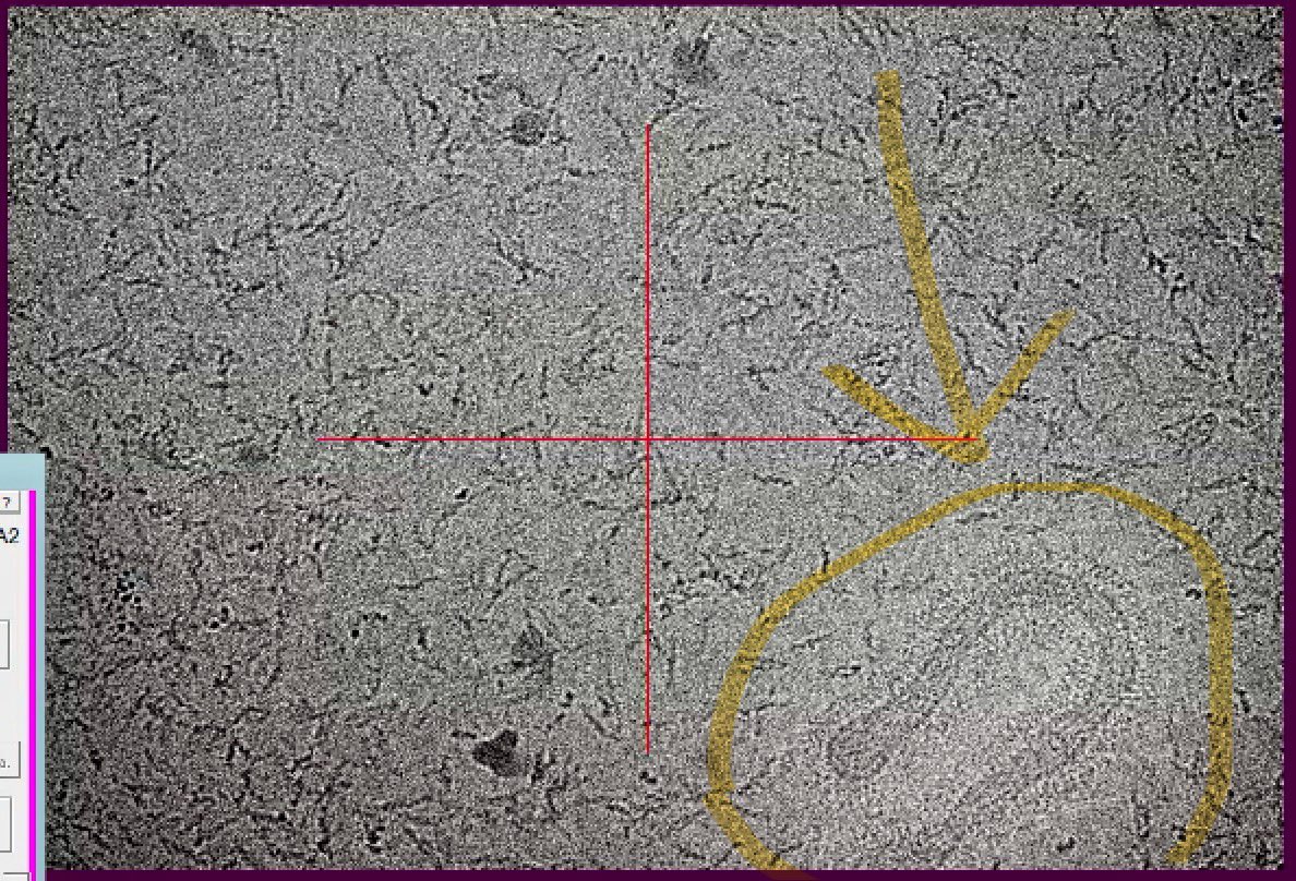 Any ideas what this object is? Virus? Membranous extension? #cryoEM