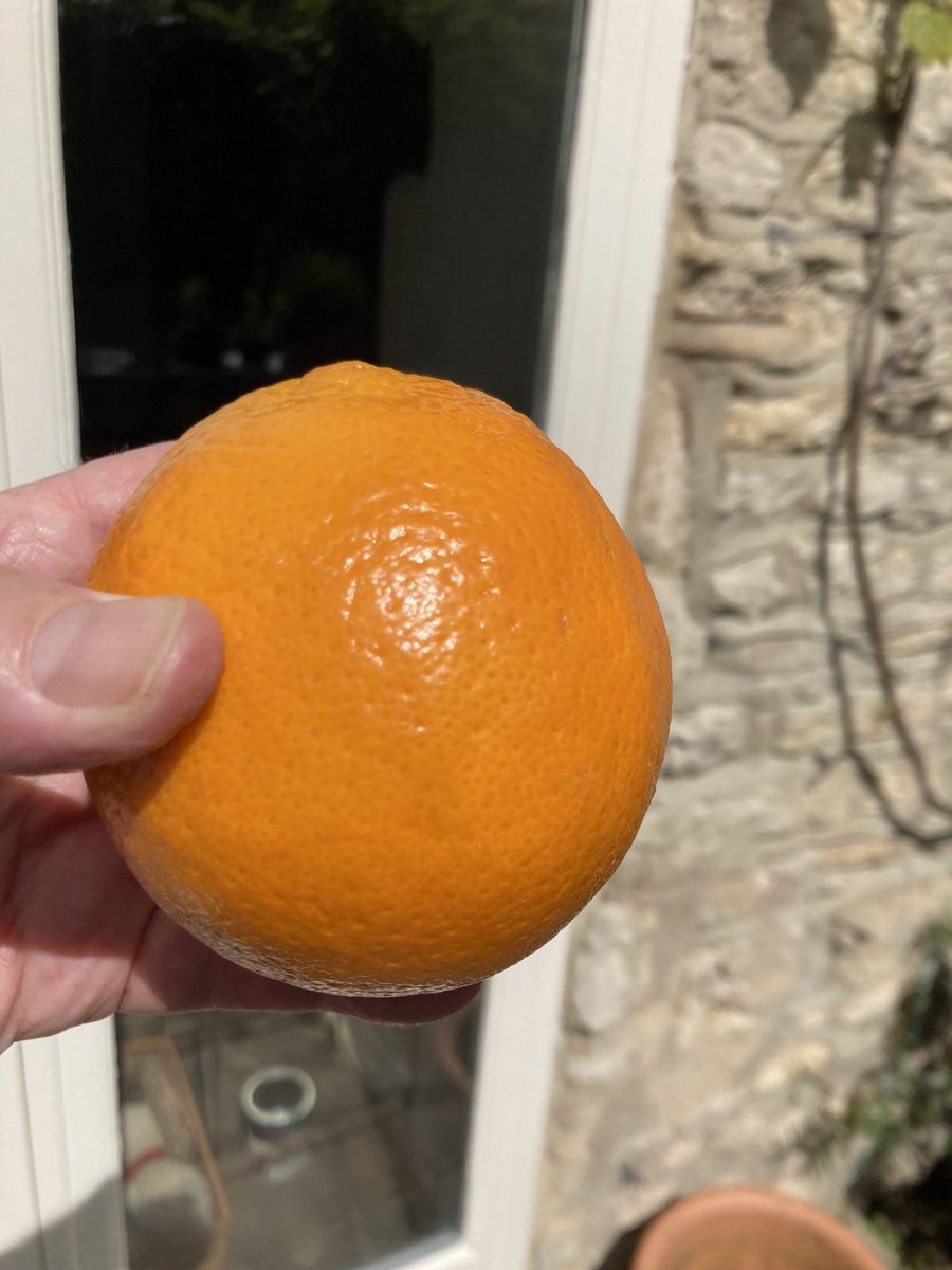 Businesses have, of course, already passed on the costs & like all businesses added some. Here is a medium sized Spanish orange bought from our small, sole local greengrocer, in the shires. It cost 75p last week, 95p today. Brexit is mad & bad.