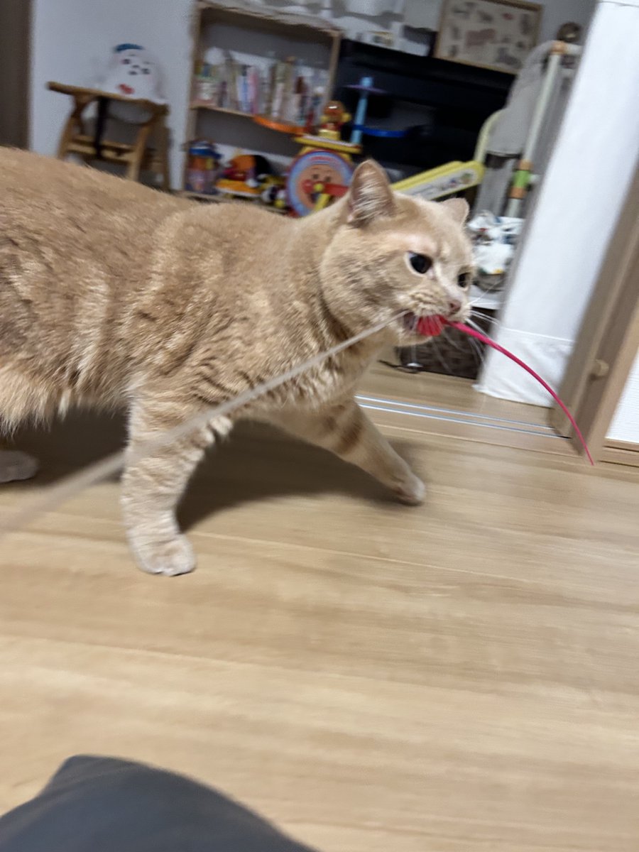 cat_unio's tweet photo. ネズミのしっぽロングニョロ玉！ https://t.co/qZPOZaj7Ys