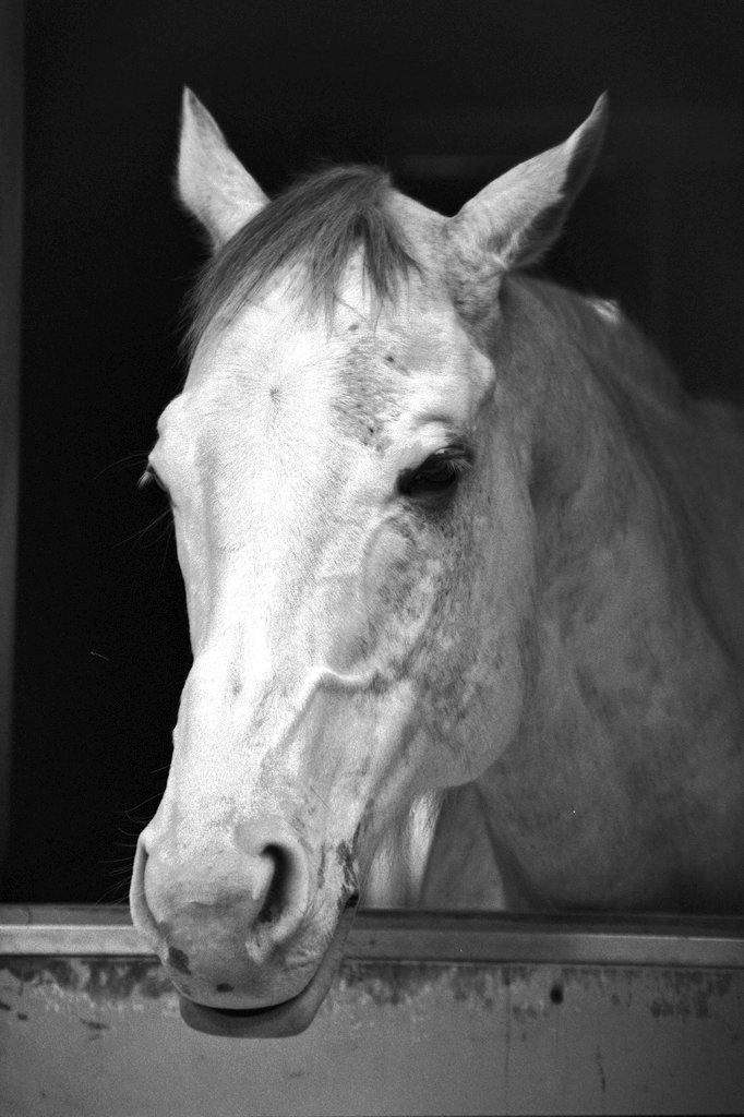 シロニイ

EOS-1
ILFORDHP5

#阪神競馬
#シロニイ
#EOS1
#ILFORDHP5
#フィルムカメラ