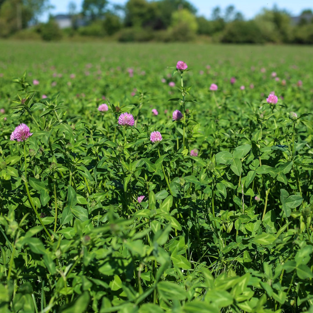 The 15th of May deadline is fast approaching to apply for DAFM’s red clover silage measure.
Learn more about establishing and managing red clover by viewing our guide:
germinal.ie/knowledge-hub/…
#farming #agriculture #sustainableagriculture