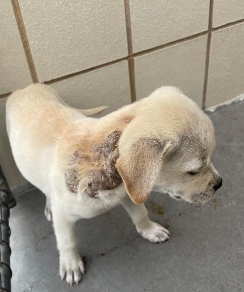 Wee TILLY #A367349 DESPERATELY needs medical care for oozing sores on her tiny shoulder! NO ONE SEEMS TO CARE ABOUT HER! PLZ help this adorable baby girl! #Adopt #Foster #Pledge they are going to KILL her, please HELP 💔