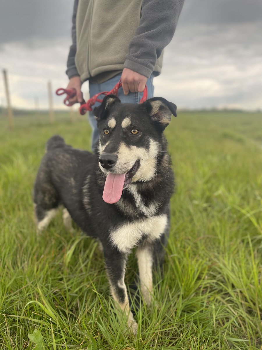 Bear walks well on the lead. He has been a little nervous about having his collar put on, but is fine once out on a walk. Bear is a clever boy who will enjoy learning from your guidance.
#Worcestershire #Shropshire #Staffordshire #Oxfordshire #malvernhills #evesham #Oxford