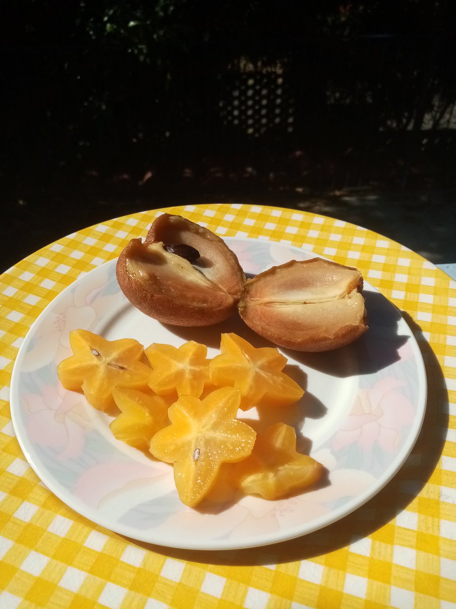 suezeecue's tweet image. Breakfast fruit today...cut up a starfruit...broke open a naseberry (actually a sandberry from our tree)...pretty to look at, lovely to eat... 😋 #Kingston #Jamaica #TuesdayScenes #stilllife @djmillerJA @jahmekyagyal @DahliaHarris @CaroleBeckford @simonenclarke @SonjahStanley