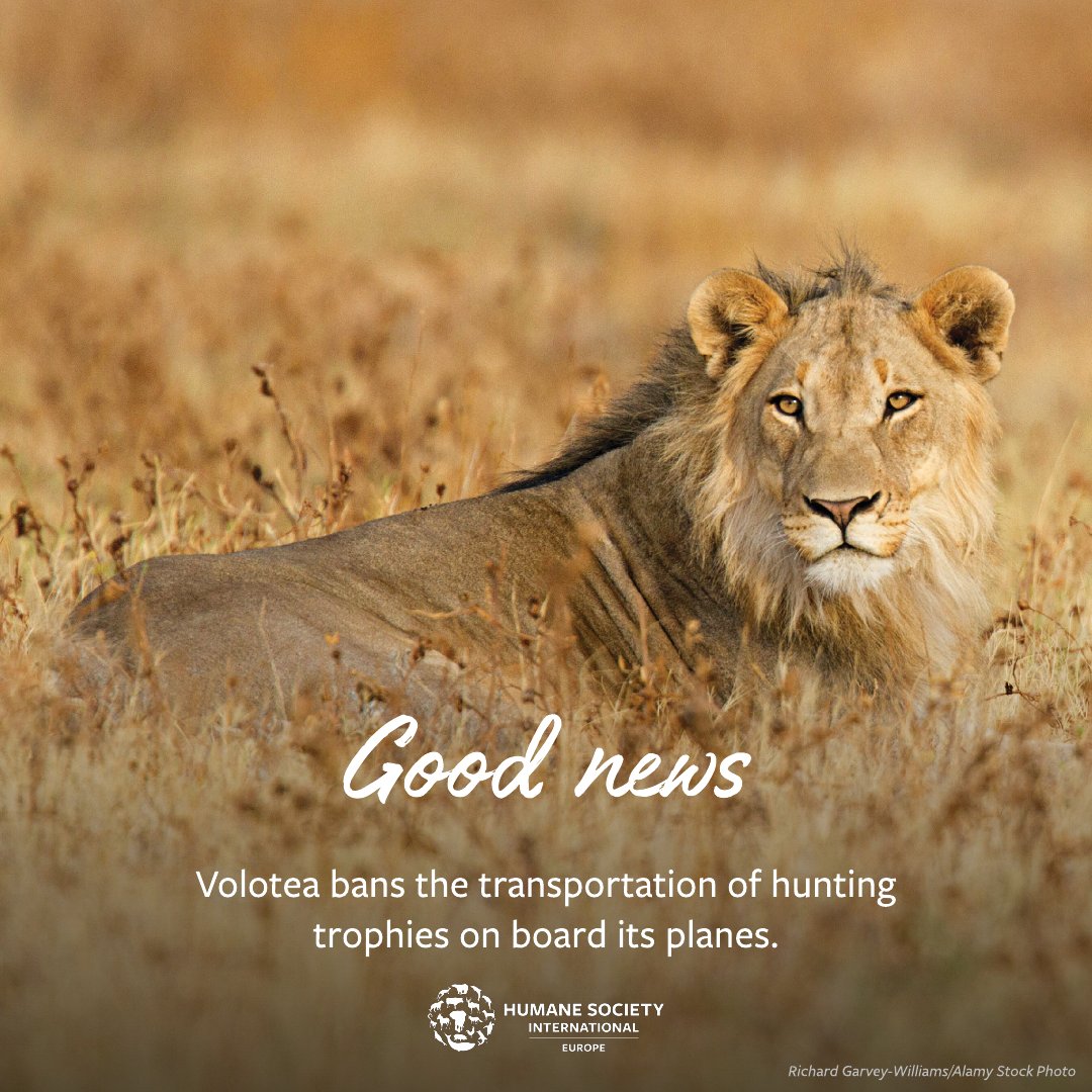 🎉GOOD NEWS! @volotea is leading the way as the 1st Spanish airline to be hunting trophy-free. Volotea and HSI proudly announce the airline’s policy to prohibit the transport of hunting trophies on board its planes. 👉 hsi.org/news-resources… #HSIEurope #NotInMyWorld