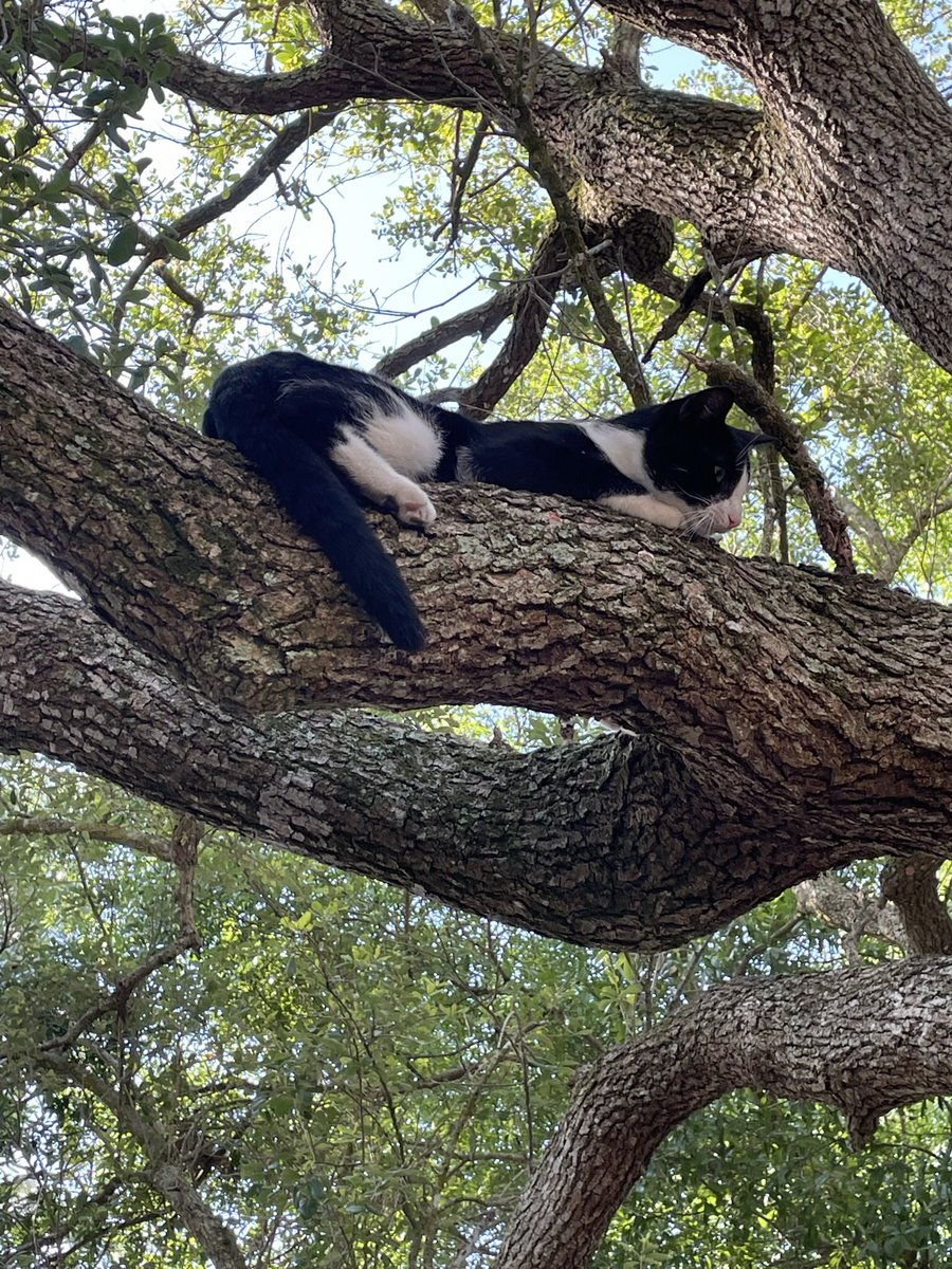 Meditational moment except for moms voice…get down! Joey💕🐾💕🐾 #CatsOnTwitter #CatsOnX #CatsOfX #CatsOfTwitter