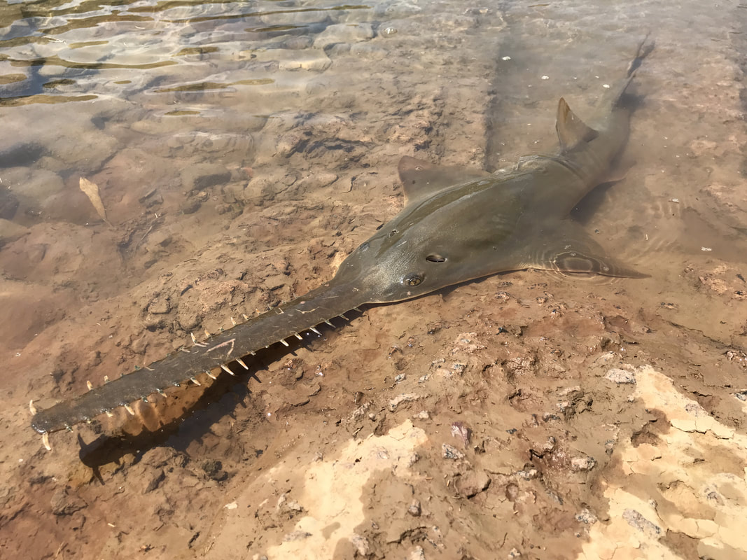 Know your #sharks! Dr. Rima Jabado talked about these species on the @ProtectSpecies Podcast. Can you name them? We created emoji hints to help you. 1) 🎸🐟 2) 👻🦈 3) 🇬🇱🦈 4) 🪚🐟 Listen to Rima's episode of the @ProtectSpecies #Podcast here: buzzsprout.com/2108965/149344…