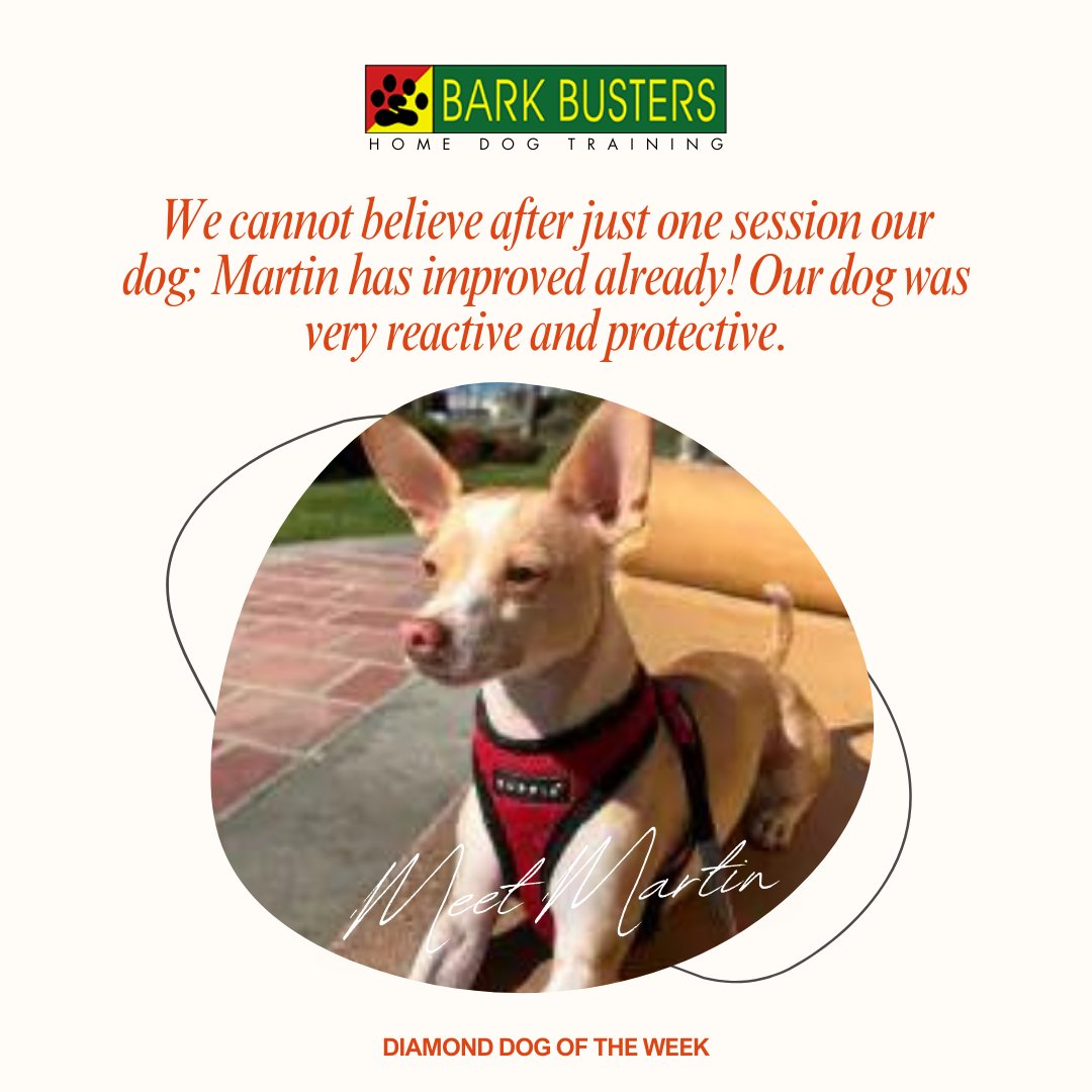 Astounding results after a single session! Martin, our previously reactive and protective dog, is already demonstrating remarkable improvement.

Visit bit.ly/BarkBustervall… to learn more.

#stephaniecurtis #dogtraining #puppytraining #valleydogtraining #inhomebehavioraltraining