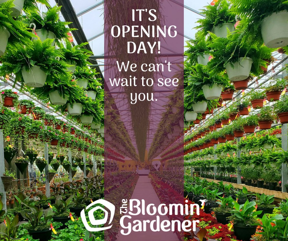 🌸 IT'S OPENING DAY! 🌸

#thebloomingardener #wherenaturesnurtured #openingday #patiopots #planters #gardendecor #hangingbaskets #localgreenhouse #yqgbusiness