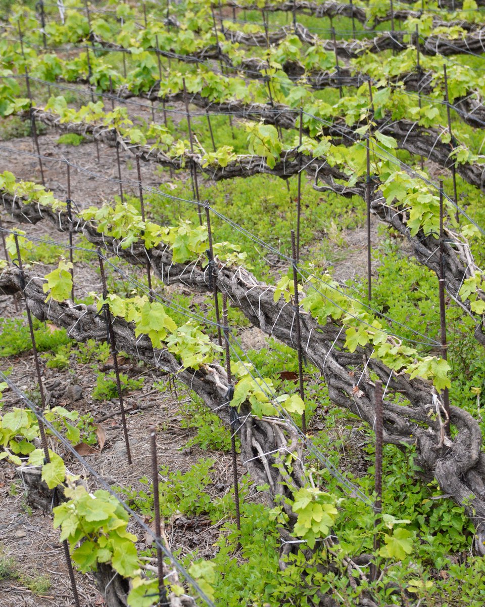 El singular paisaje que crea el Cordón Trenzado, propio del Valle de La Orotava y único en el mundo 😍 #VinosValleOrotava #TradicionalmenteUnica #CordonTrenzado