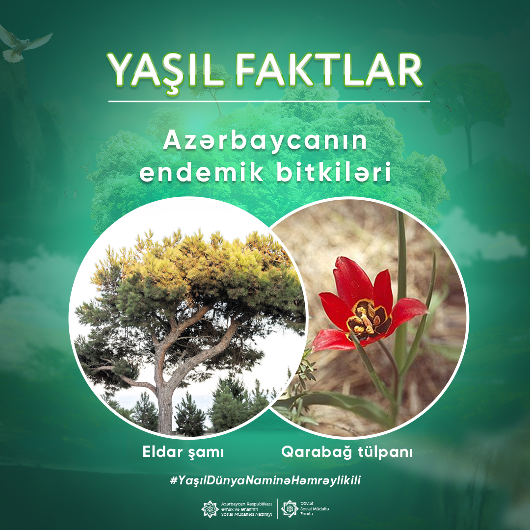 Yaşıl dünya naminə endemik bitkilərimizi qoruyaq!🌲 #YaşılDünyaNaminəHəmrəylikİli