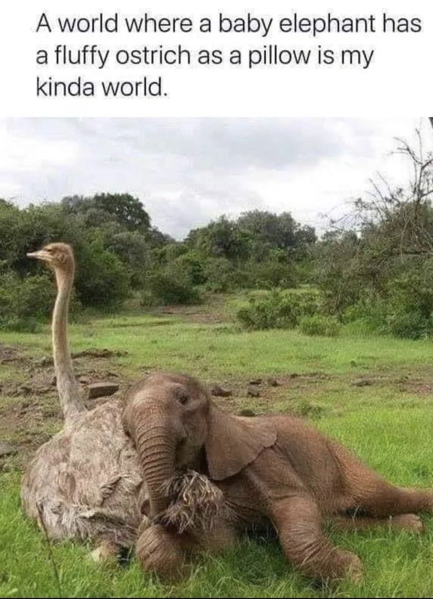 Baby elephant and a Ostrich💞
