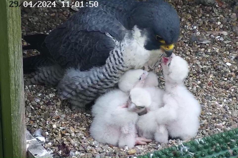 #PeregrineFalcon chicks being reared on #Taunton Minster.
#Somerset