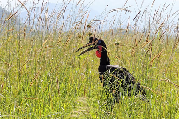 A glimpse at the Abyssinian Ground Hornbill in the wild, #visituganda #birding #birdwatching #ugandasafaris