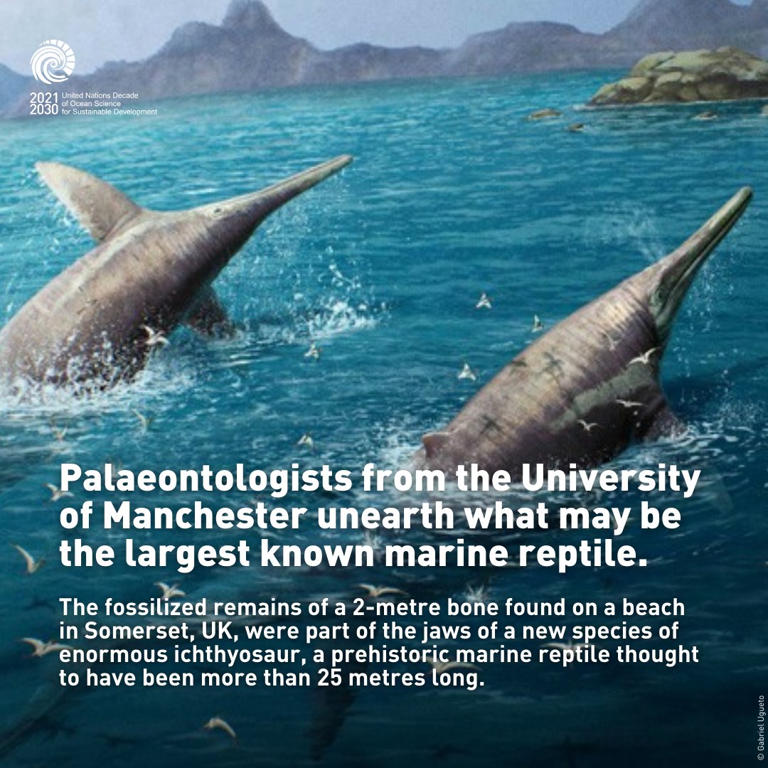 Meet a new species of ichthyosaur, a prehistoric marine reptile thought to have been more than 25 metres long!  

See how @OfficialUoM scientists identified the fossilised remains of its 2-metre jawbone found on a beach in the UK: ow.ly/yF2E50Rswpy