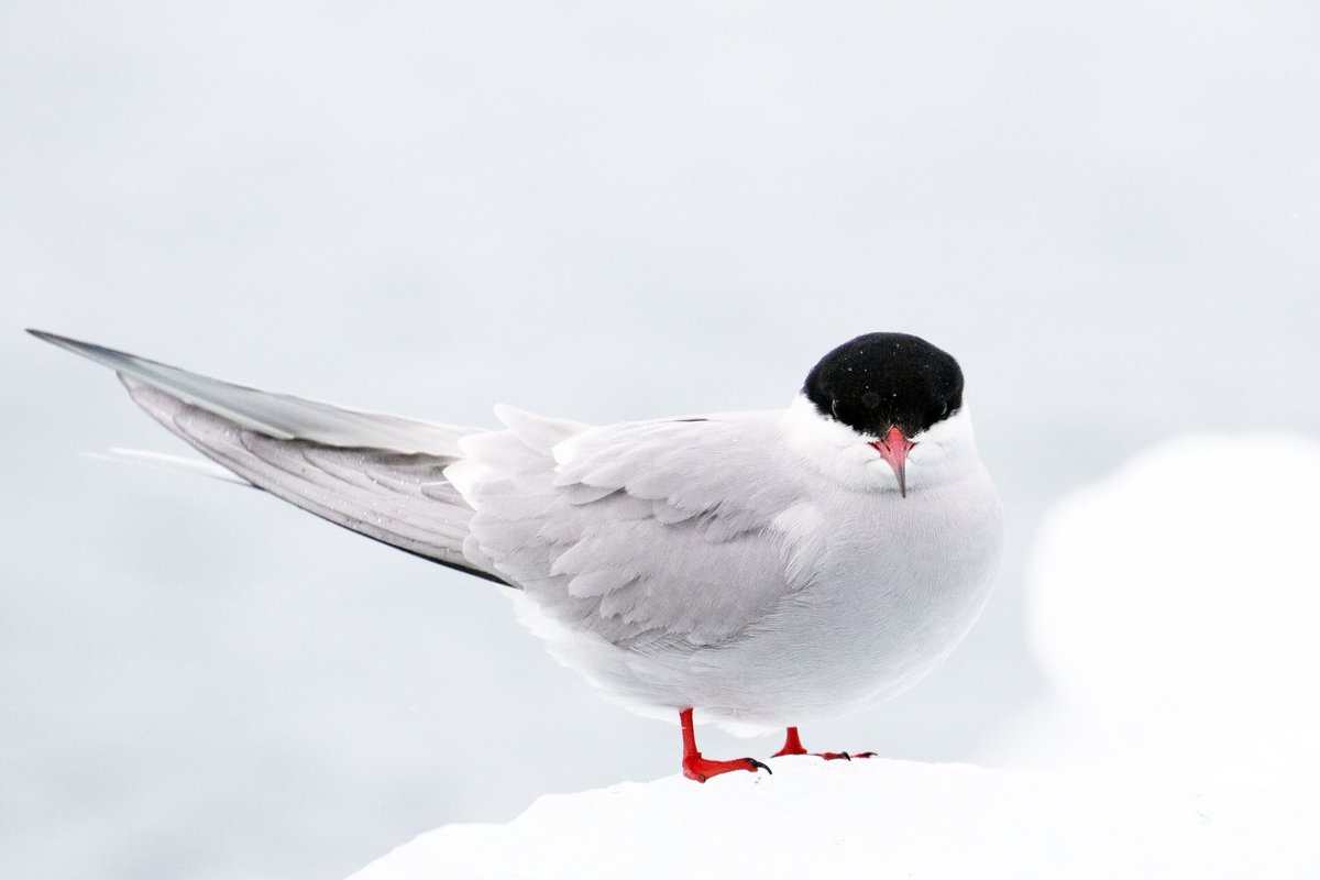 Did you know the Arctic Tern holds the record for longest migration of any animal? These incredible birds travel up to 25,000 miles a year, from the Arctic to Antarctica! #birds #photography #nature #Wednesday
