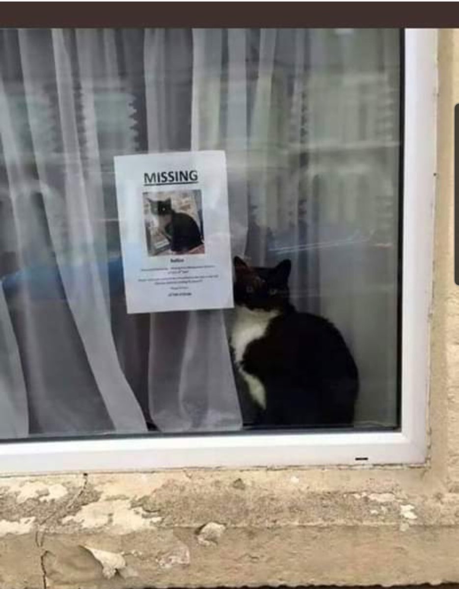 S64Robert's tweet photo. The least missing cat ever! https://t.co/xLaEzCG5zL
