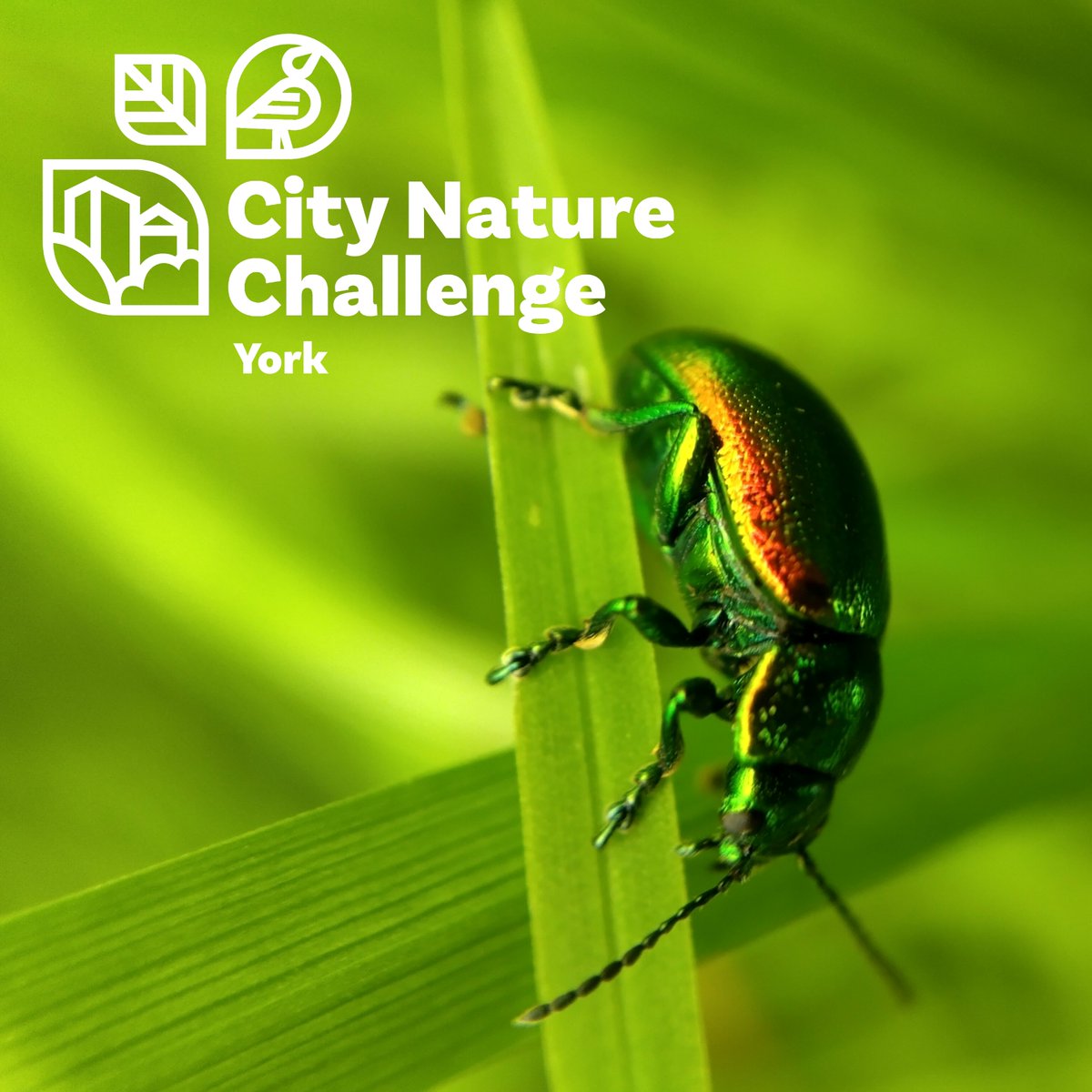 A big thank you to everyone who participated in York's first ever City Nature Challenge this year, we couldn't have done it without you! However, it's not over yet! The identification phase of the #citynaturechallenge2024 has begun! More below 👇 📷floosemoose on iNaturalist