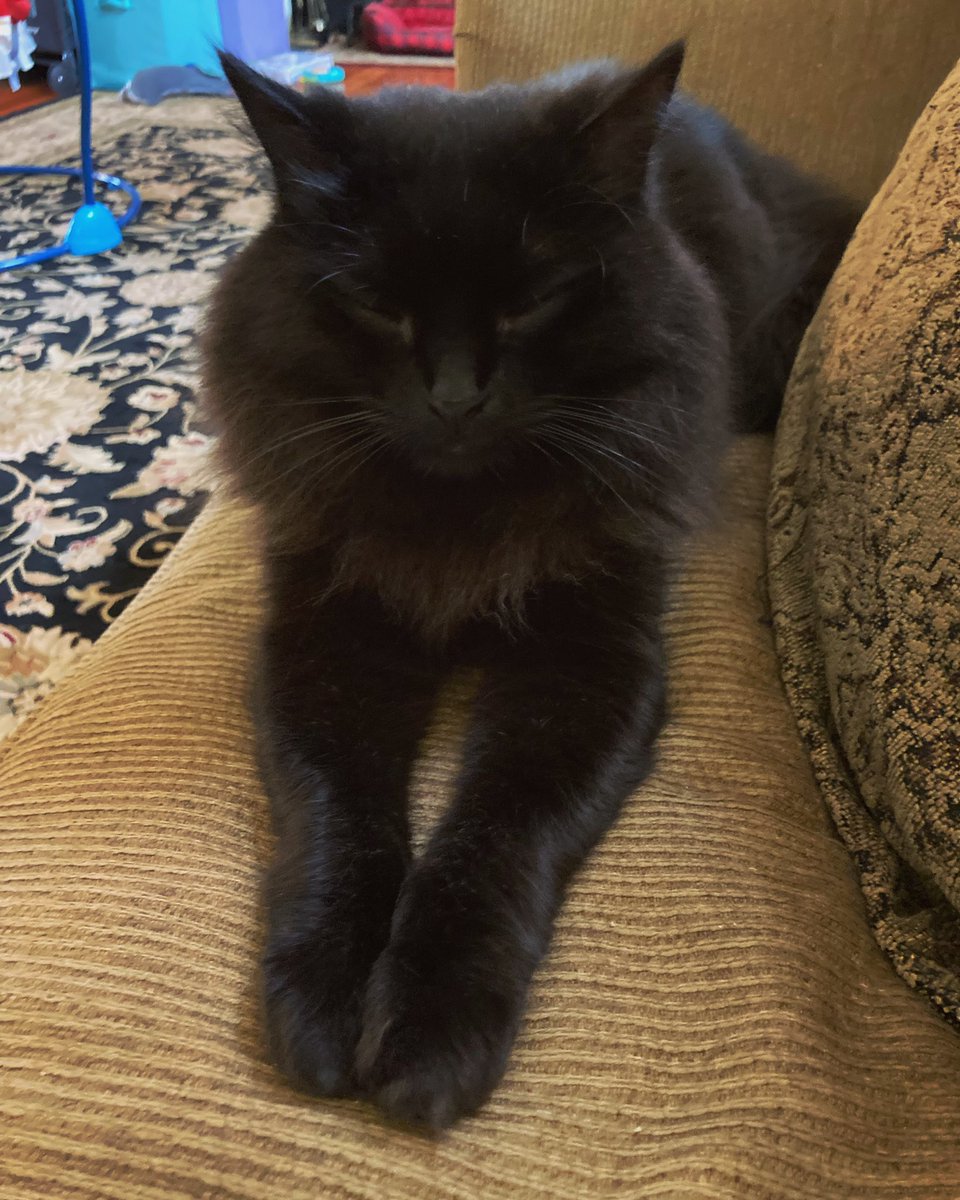 Faefyx Collington (They/Them) tweet media