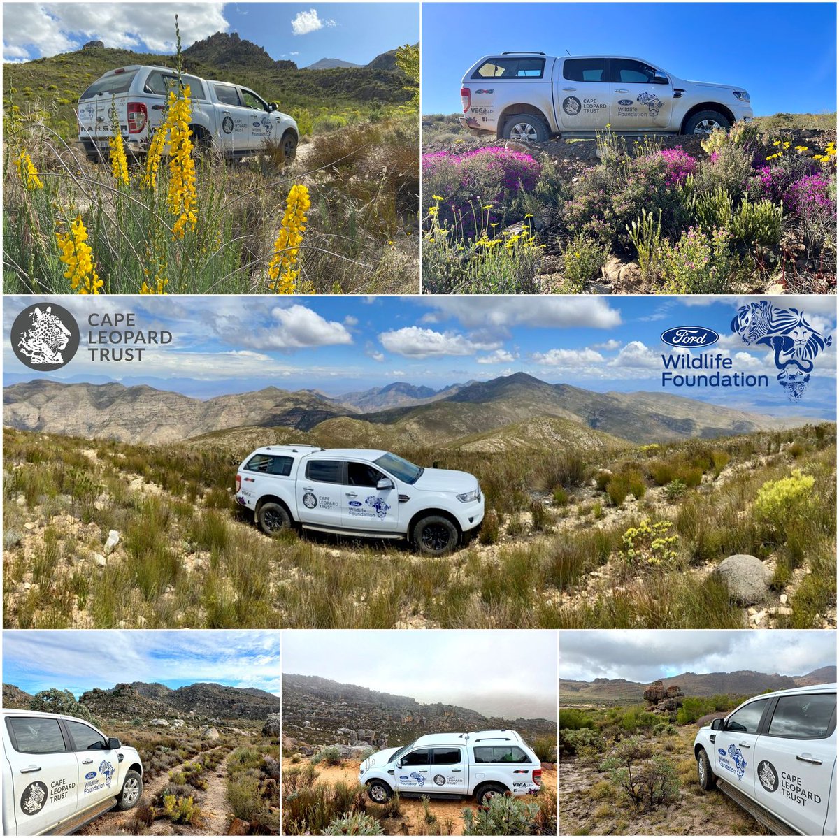 .@FordSouthAfrica , through the Ford Wildlife Foundation, proudly supports the @CapeLeopardTrst with a sponsored #FordRanger – a relationship deserving of a highlight in celebration of #InternationalLeopardDay 🐆 Read more at rb.gy/qq3hep #FordWildlife #LoveLeopards