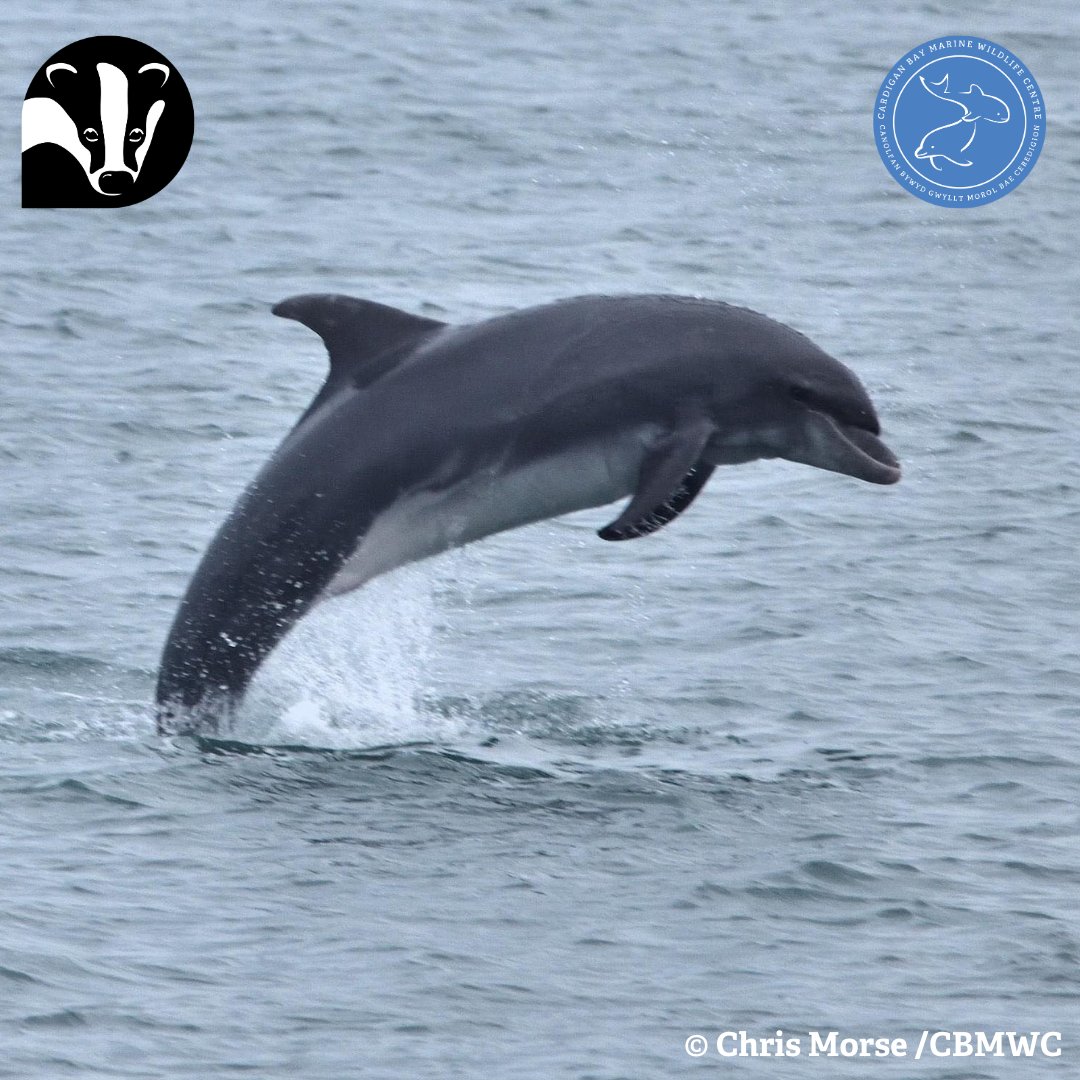 👀 Don't forget that you can watch dolphins from your own home with our #DolphinWatchLive webcam! 🐬 🏡 Subscribe here 👉 ow.ly/jpNx50KFcy2 @WTSWW @WTWales