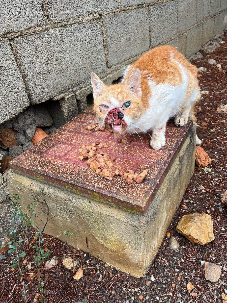 Señora alcaldesa <a href="/Carmen__Ferrer/">Carmen Ferrer Torres</a> ,usted es la máxima responsable de los gatos comunitarios en <a href="/Santa_Eularia/">Ajuntament de Santa Eulària des Riu</a> .
Los gatos de su municipio sufren de su inactividad en temas animales .
Gracias por su gran labor,un día pagará por todo eso no lo dudo.
El animal fue eutanasiado.
