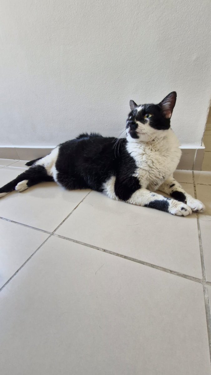 Gato adulto para adoção em São Paulo. Foi abandonado na mudança e ficou de 'caseiro' do apartamento vazio (não ficou na rua). Agradeço RTs.