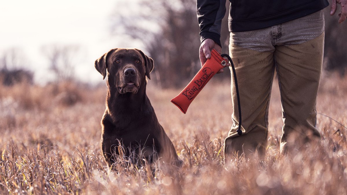 Upgrade your dog's life with Winchester's latest #petproducts: the Signature series & the premium King Buck line! Visit worldofwinchester.com to discover these new offerings, supported by Winchester's 158-year legacy of excellence in value, quality, & #innovation.