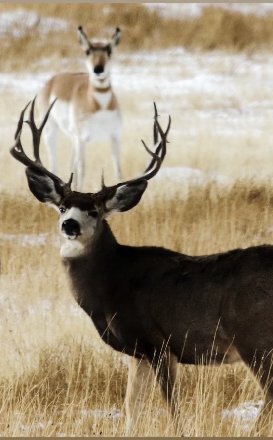 Wyoming photobomb