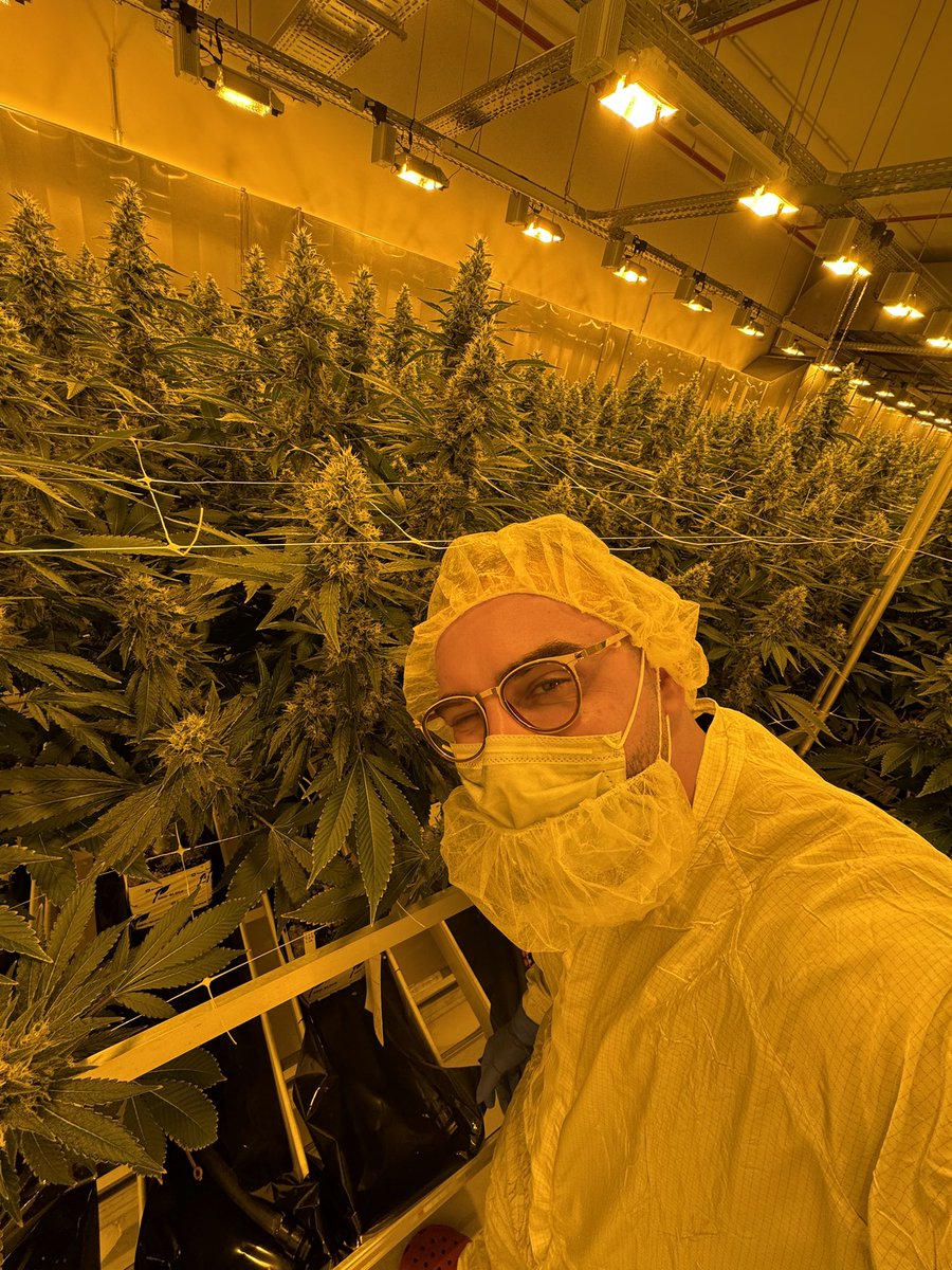 Könnt ihr den Post riechen? 😉 DEMECAN aus #Sachsen ist führendes Unternehmen in der 🇩🇪 Cannabisbranche, spezialisiert für medizinisches 🥦 Danke für d. Einblicke & danke @GrueneBundestag, @gruene_sachsen mit @Gruen_WGuenther – die Entkriminalisierung wurde auch hier gefeiert