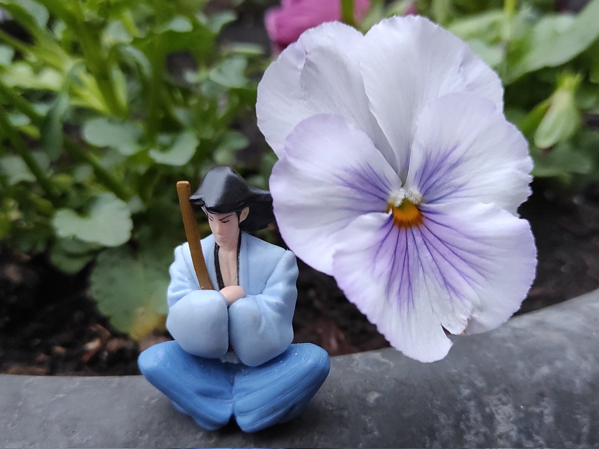 I have NO idea why my last post became so popular, but thank you! 
Here, have a flower as big (or as tiny) as Goe! 🌺