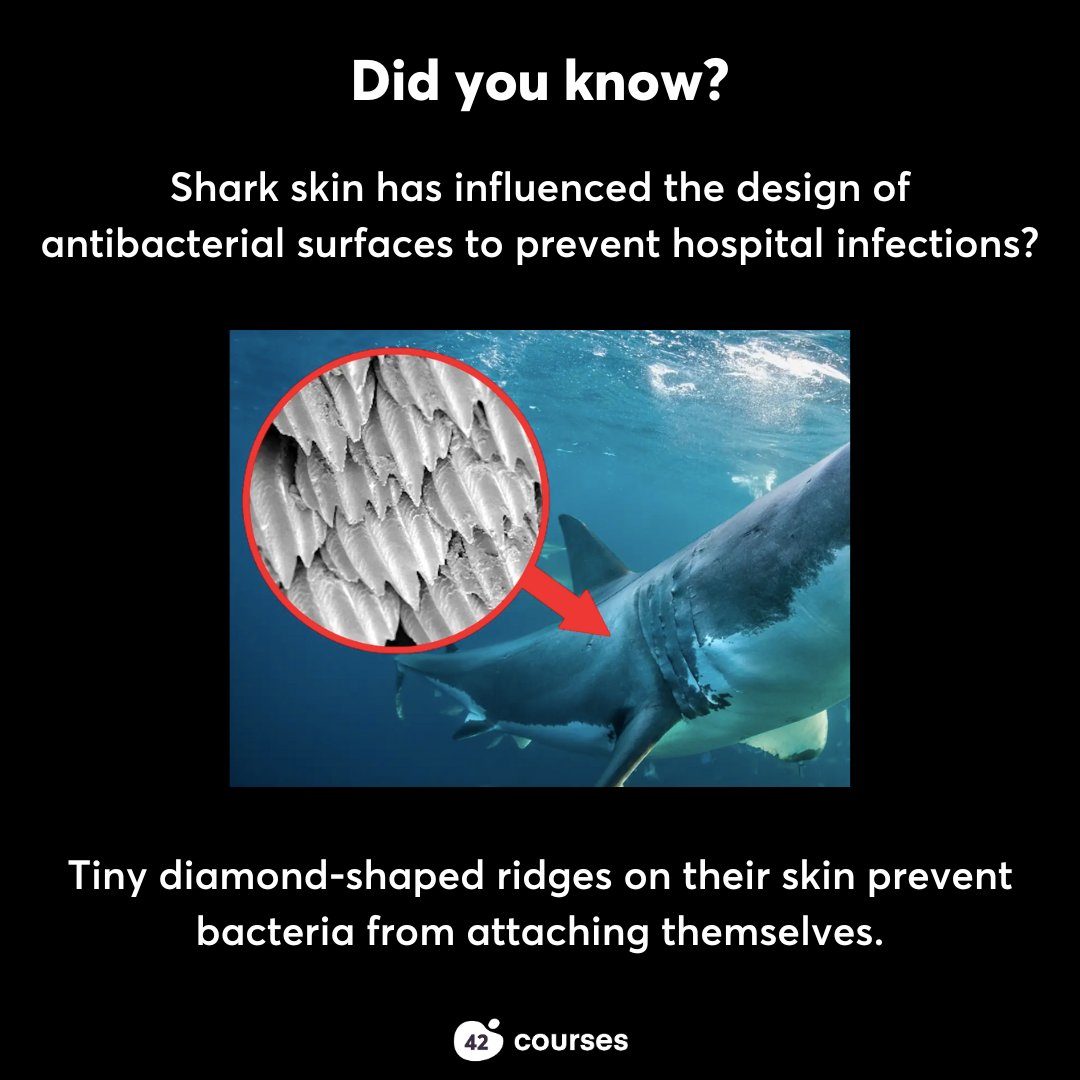 Did you know that shark skin has influenced the design of antibacterial surfaces to prevent hospital infections? 
biomimicryinnovationlab.com/blog/sharklet-…

It's one of many examples of 'biomimicry' or how we can use nature as a source of inspiration to solve problems. 
 
Keen to learn more? Then