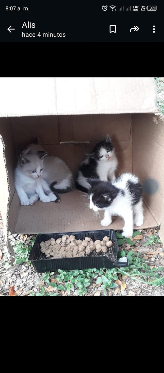 Estos gatitos los dejaron abandonados en la calle 7 del parque la Paz- el Paraiso Caracas por favor ayudemos con RP para encontrarles hogar. Sin número de contacto