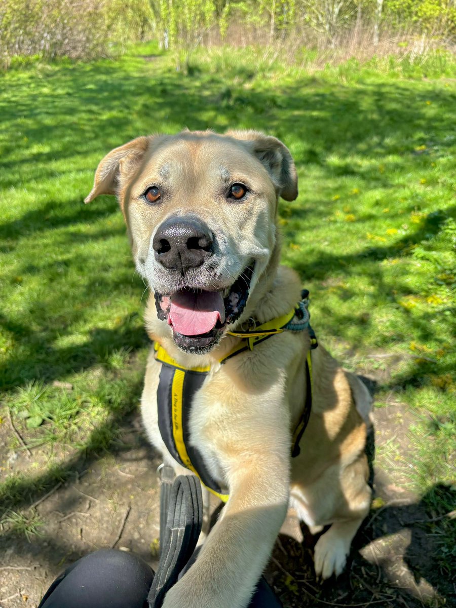 Awww… Max wanted to stop by to say hello! 🥰

This distinguished gentleman is new to the website and looking for his forever home NOW! 🐶🏡🤞

Meet him 👉 dogstrust.org.uk/rehoming/dogs/…

#rescuedog #adoptdontshop #leeds #rescuedogoftheday #dogoftheday @DogsTrust