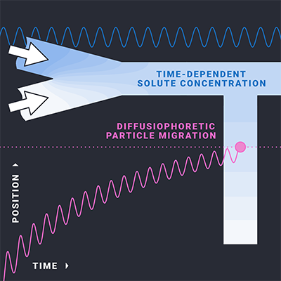 Jesse T. Ault & co (@brownengin) uncover the intriguing world of diffusiophoresis in dead-end pores with time-dependent solute concentrations. Learn how nonlinear dynamics impact particle migration efficiency & potential applications in diverse timescales. go.aps.org/44oEbQk