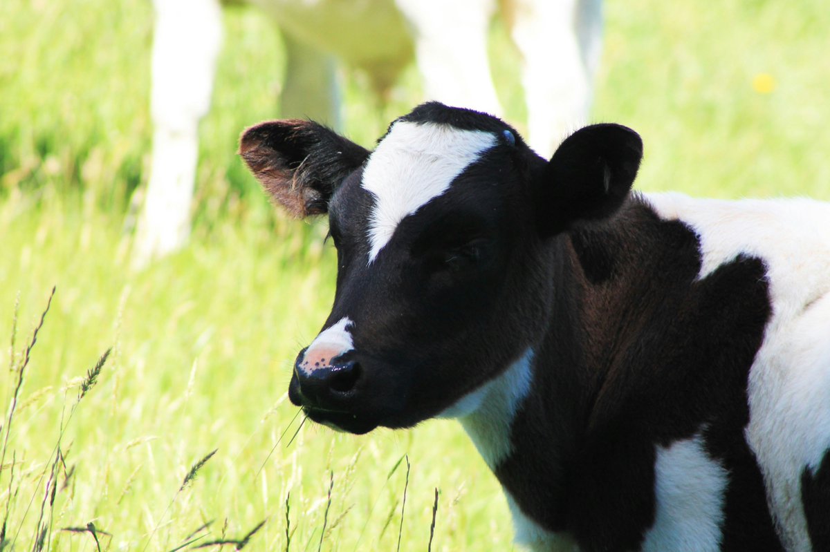 Animal Journal (@journal_animal) on Twitter photo Is survival of dual-purpose cows affected by muscularity, productivity level, and calving season?🤔🐮 doi.org/10.1016/j.anim…
(<a href="/AngelaCosta_IT/">Angela Costa</a> et al) <a href="/ElsevierVetNews/">ElsevierVetNews</a> <a href="/INRAE_DPT_PHASE/">INRAE PHASE</a> <a href="/BSAS_org/">BSAS</a> <a href="/EAAPofficial/">EAAPofficial</a> Is survival of dual-purpose cows affected by muscularity, productivity level, and calving season?🤔🐮 doi.org/10.1016/j.anim…
(<a href="/AngelaCosta_IT/">Angela Costa</a> et al) <a href="/ElsevierVetNews/">ElsevierVetNews</a> <a href="/INRAE_DPT_PHASE/">INRAE PHASE</a> <a href="/BSAS_org/">BSAS</a> <a href="/EAAPofficial/">EAAPofficial</a>
