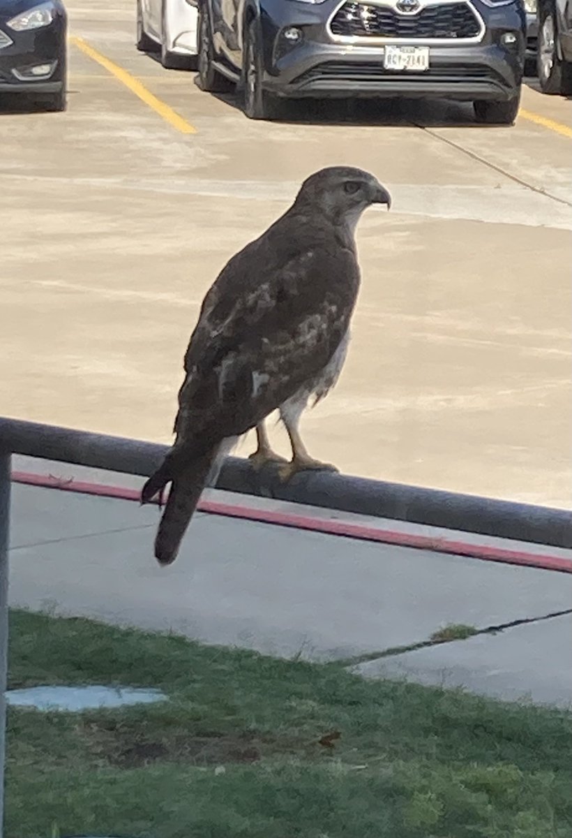 Karen Sheffield tweet media