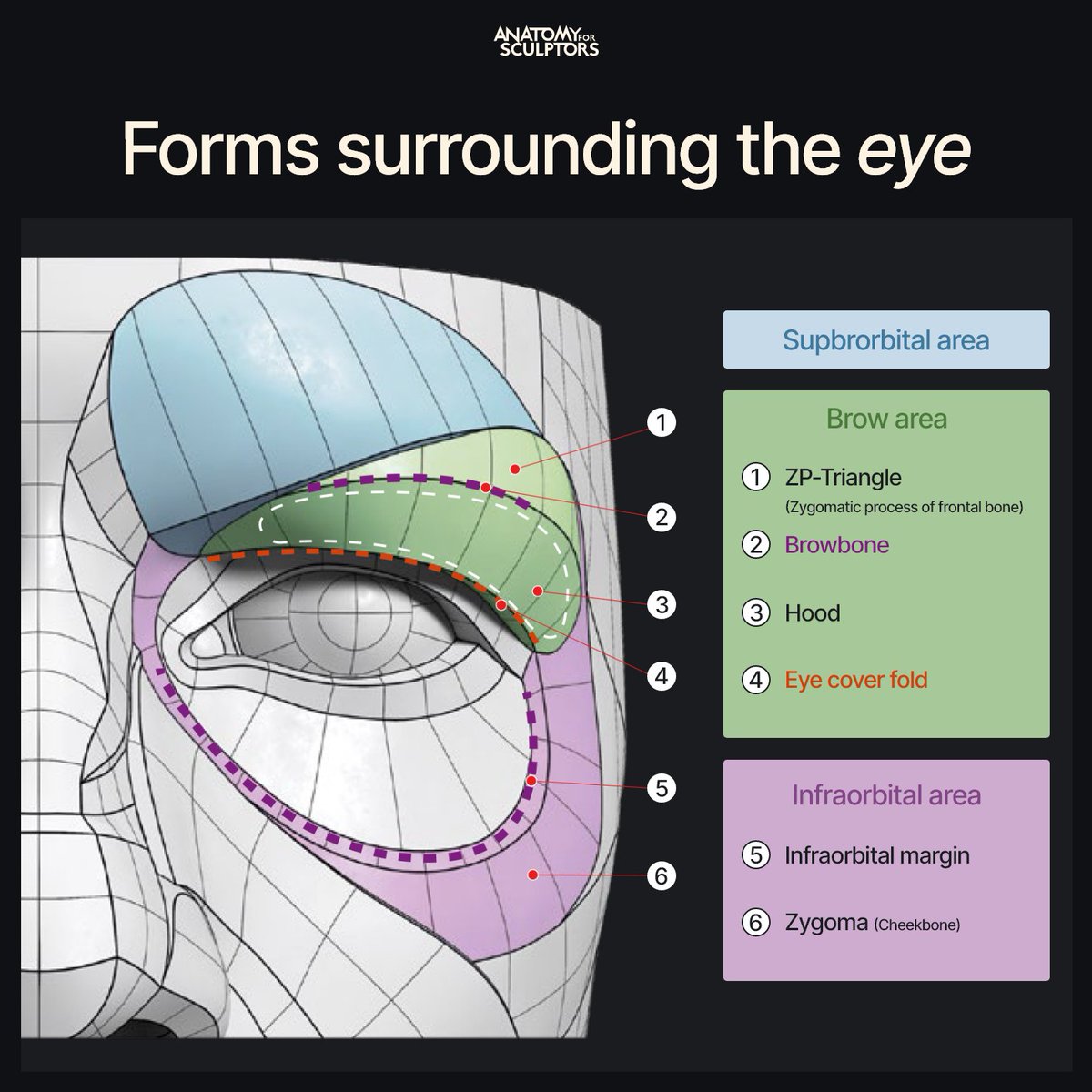 The forms surrounding the eye can be divided into three main areas: Supraorbital, Infraorbital, and Brow. Each can be further divided into the elements visible in the picture. This knowledge helps with creating realistic forms around the eye. #anatomy #3dmodeling #characterdesign