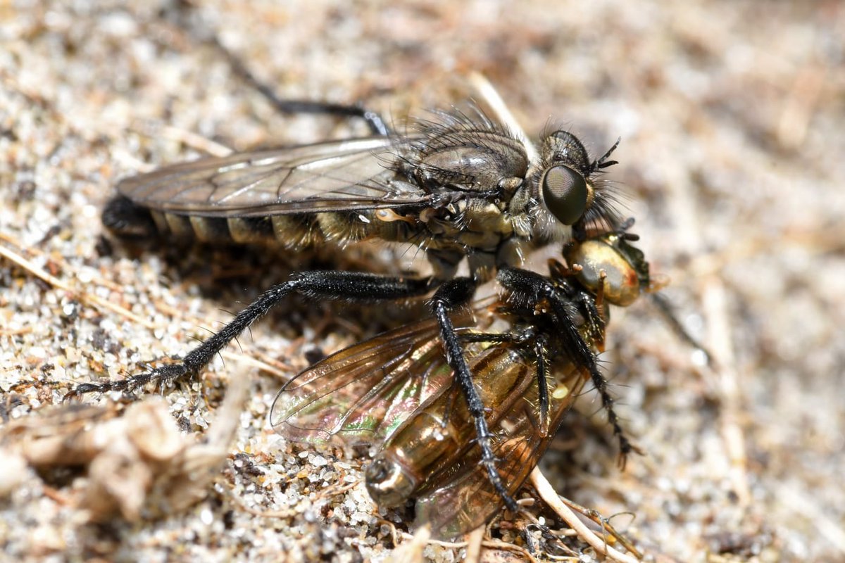 Did you know it's #WorldRobberflyDay? Here's a fantastic celebratory photo from #BuglifeCymru Conservation Officer, @olds_liam, of a Spring Heath Robberfly (Lasiopogon cinctus) seen during a survey day at #PembreyForest for the Connecting the Carmarthenshire Coast project 🧵/1