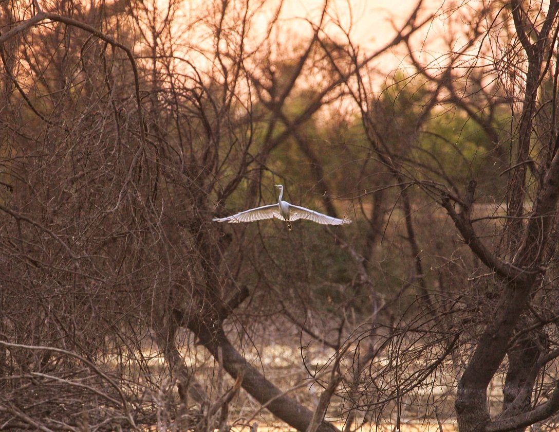 Beautiful great erget landing in yelagiri village lake of thirupathur district #yelagiri #tamilnadu #greaterget #wildlife #Birdland #birds #birdsofinstagram #BIRDSTORY