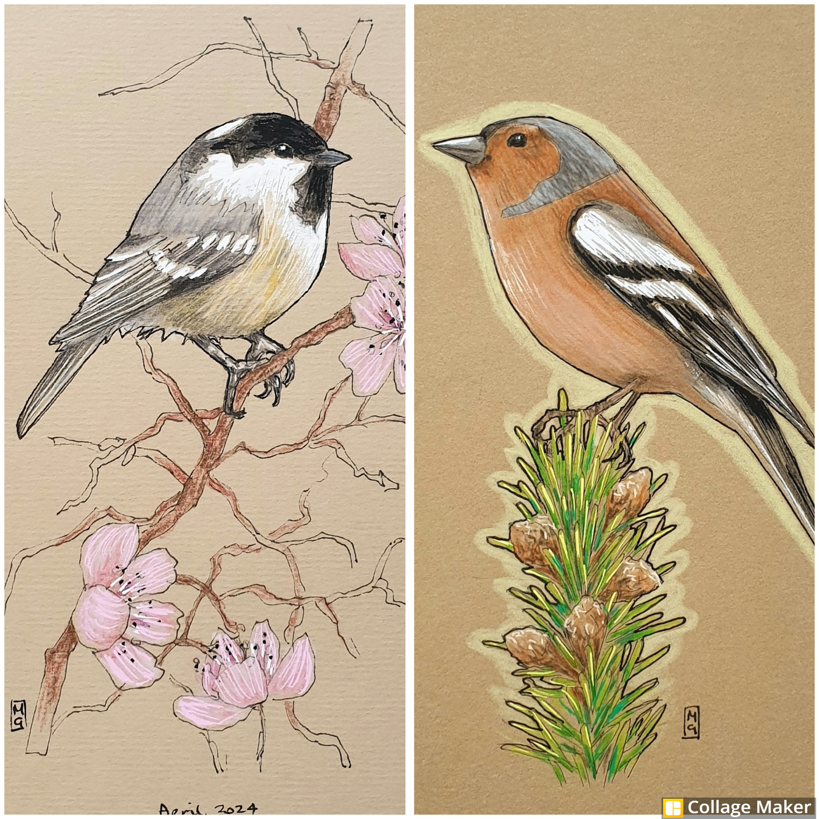 I have a section of drawings of birds in my shop, all are originals for just £35.  This is a snippet of two of them a coal tit and a chaffinch...
etsy.com/shop/TheWeeOwl…
#bird #Birds #BirdDrawing #BirdArt 
#OriginalArt #drawing #artwork #art #TraditionalArt