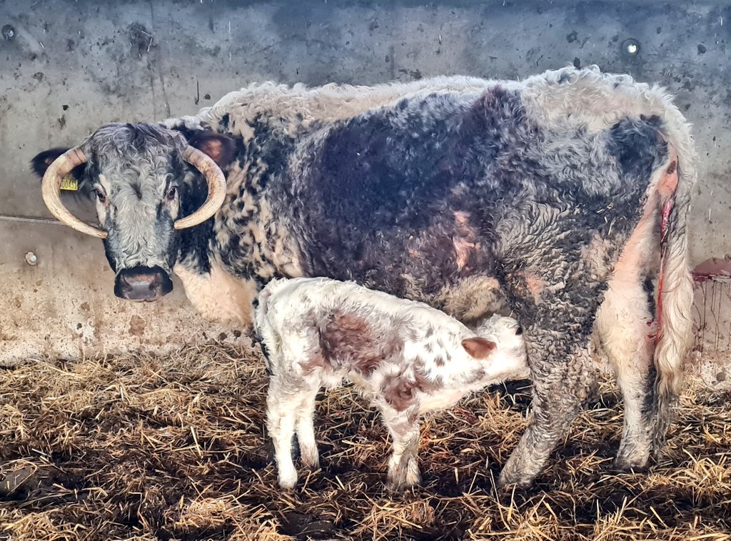 Yday I turned out all the cows with calves that'll run with 2 y/o Tetford Clansman. He replaces his father who we lost earlier this year. So no calves left in yard. Imagine my surprise when back after unloading last load & there's a calf! Xenia with new calf. #tetfordlonghorns