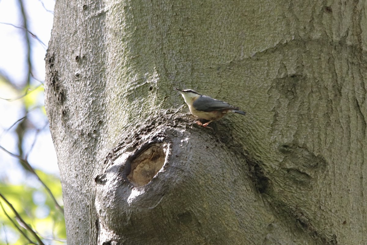 Busy Nuthatch with a family to feed, Branston Hall Wood @LNU @Lincsbirding