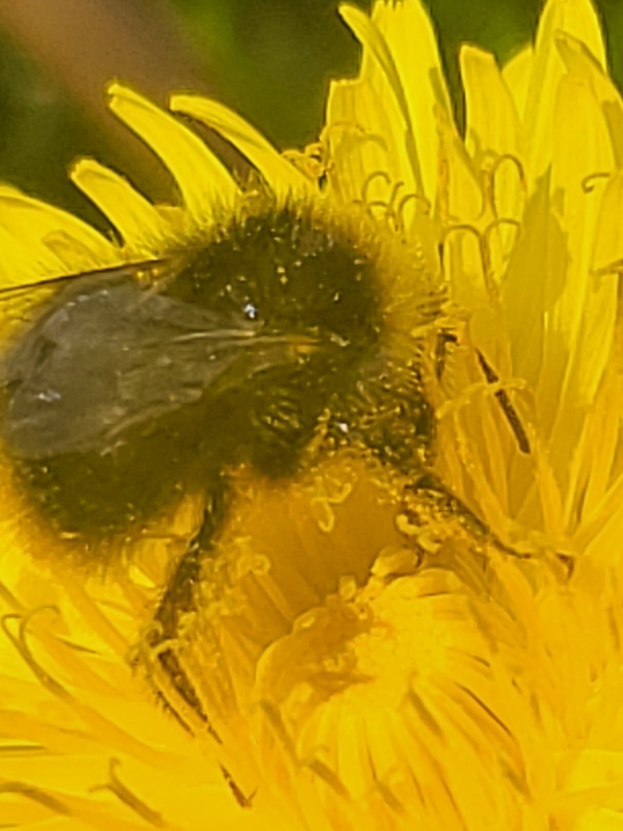 Buzz buzz this little guy is loving the sun today #mothernaturerocks #bee #BuzzBuzz