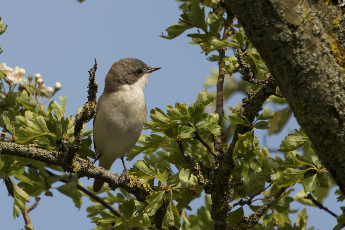 Lesser Whitethroat seen today Daw end canal @IoloWilliams2 @BBCSpringwatch