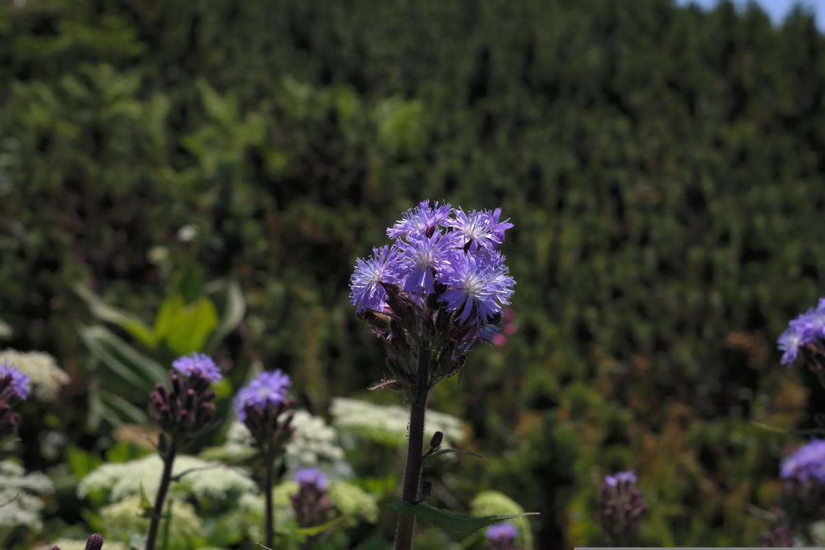 Scotland's mountains contain pockets of rare and rich grasslands that are home to some very important plants. Alpine Blue Sow Thistles are favoured by deer and survive today in only a handful of locations that remain inaccessible to them. #NatureChampioned by @GraemeDeyMSP